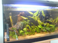 For Sale: Fluval Duo Deep 600+ stand + External Fluval 104 Filter