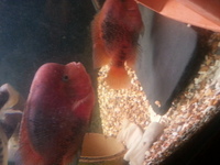 XL Proven breeding pair of F1 synspillum cichlids