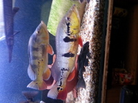 WANTED : xl peacock bass cichlids