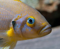 Juvenile Tanagnyika and Malawi cichlids available (+ a couple of adult Malawi groups)....