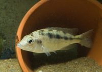 Juvenile Tanagnyika and Malawi cichlids available (+ a couple of adult Malawi groups)....