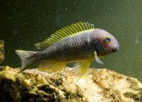 Juvenile Tanagnyika and Malawi cichlids available (+ a couple of adult Malawi groups)....