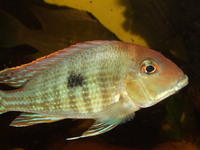 RESERVED-PENDING COLLECTION-0.5inch(2 cm) GEOPHAGUS SP.RED HEAD TAPAJOS x 20---£4 each or 2 for £7 or 5 for £17in Leeds