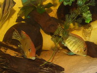 RESERVED-PENDING COLLECTION-0.5inch(2 cm) GEOPHAGUS SP.RED HEAD TAPAJOS x 20---£4 each or 2 for £7 or 5 for £17in Leeds