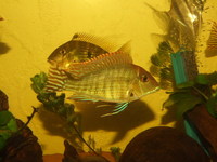 RESERVED-PENDING COLLECTION-0.5inch(2 cm) GEOPHAGUS SP.RED HEAD TAPAJOS x 20---£4 each or 2 for £7 or 5 for £17in Leeds