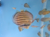 DISCUS FOR SALE CLEARANCE ALL DISCUS 3.5 inches AND ABOVE FOR SALE
