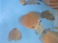 DISCUS FOR SALE CLEARANCE ALL DISCUS 3.5 inches AND ABOVE FOR SALE