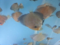 DISCUS FOR SALE CLEARANCE ALL DISCUS 3.5 inches AND ABOVE FOR SALE