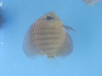 DISCUS FOR SALE CLEARANCE ALL DISCUS 3.5 inches AND ABOVE FOR SALE