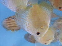 DISCUS FOR SALE CLEARANCE ALL DISCUS 3.5 inches AND ABOVE FOR SALE