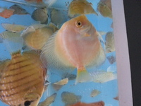 DISCUS FOR SALE CLEARANCE ALL DISCUS 3.5 inches AND ABOVE FOR SALE
