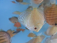 DISCUS FOR SALE CLEARANCE ALL DISCUS 3.5 inches AND ABOVE FOR SALE