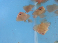 DISCUS FOR SALE CLEARANCE ALL DISCUS 3.5 inches AND ABOVE FOR SALE