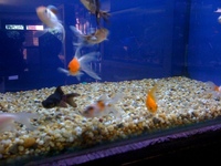 Maple Aquatics Dereham Norfolk
