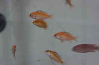 Yellow Lab & Red Top Zebra Cichlids Malawi Cichlids
