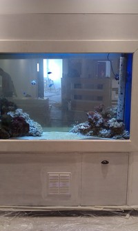 Bespoke Marine Aquariums