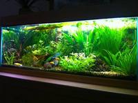 Polish aquatic forum