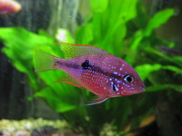 central and south american cichlids and catfish