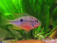 central and south american cichlids and catfish