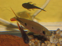 central and south american cichlids and catfish