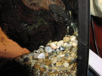 central and south american cichlids and catfish