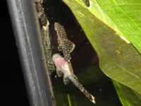 central and south american cichlids and catfish