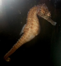 H FUSCUS SEAHORSES IN STOCK