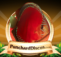 Punchard Discus The Discus Centre of Great Britain