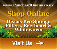 Punchard Discus The Discus Centre of Great Britain