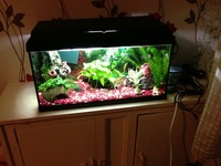 54l juwel tropical aquarium