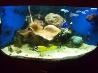 Trigon 350 + Marine Fish.
