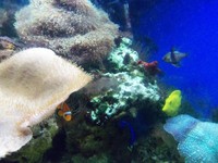 Trigon 350 + Marine Fish.