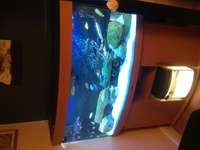 Malawi fish and set ups for sale having to sell as moving house