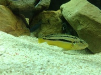 Malawi fish and set ups for sale having to sell as moving house