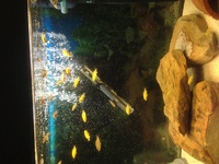 Malawi fish and set ups for sale having to sell as moving house