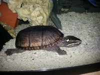 Tropical Turtle Musk Turtle For Tropical Aquarium Fish Tank Setup