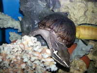 Tropical Turtle Musk Turtle For Tropical Aquarium Fish Tank Setup