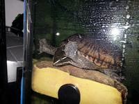 Tropical Turtle Musk Turtle For Tropical Aquarium Fish Tank Setup