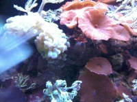 River Reef 97l Full setup Breeding Clowns