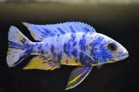 Copadichromis virginalis firecrest