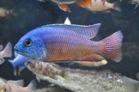 Copadichromis virginalis firecrest