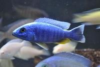 Copadichromis virginalis firecrest