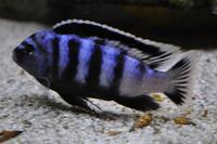 Copadichromis virginalis firecrest