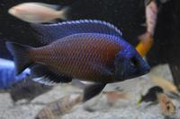 Copadichromis virginalis firecrest