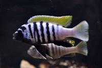 Copadichromis virginalis firecrest