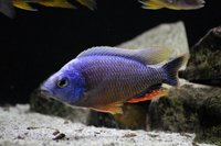 Copadichromis virginalis firecrest