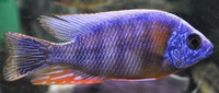 Copadichromis virginalis firecrest