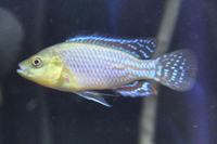 Copadichromis virginalis firecrest