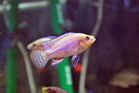 Copadichromis virginalis firecrest