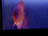 Discus pair, proven breeding pair. SOLD.